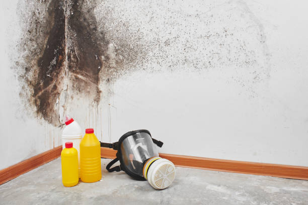 Certified Mold Removal in Massanetta Springs, VA