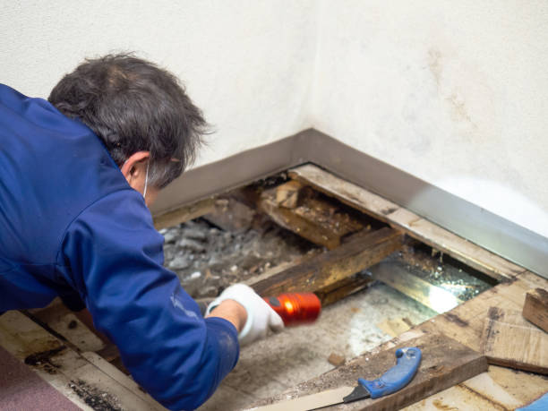 Best Mold Removal Company Near Me  in Massanetta Springs, VA