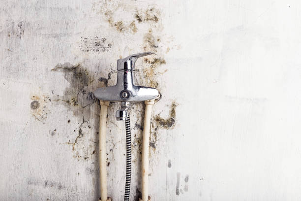 Best Emergency Mold Removal  in Massanetta Springs, VA