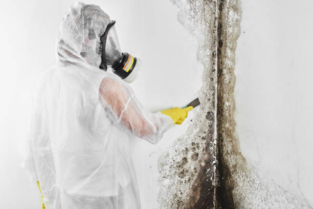 Massanetta Springs, VA Mold Removal Company