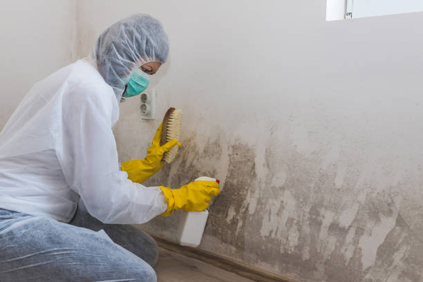 Best Black Mold Removal  in Massanetta Springs, VA