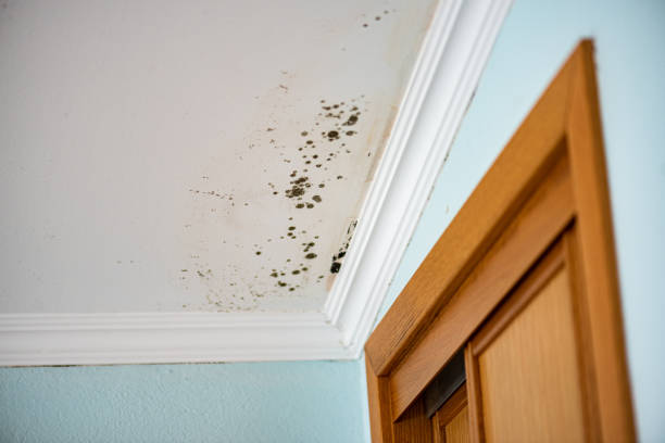 Best Mold Removal Company Near Me  in Massanetta Springs, VA