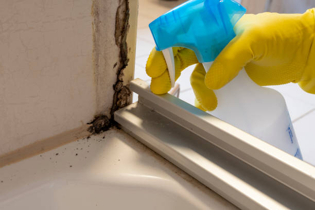 Best Toxic Mold Removal  in Massanetta Springs, VA