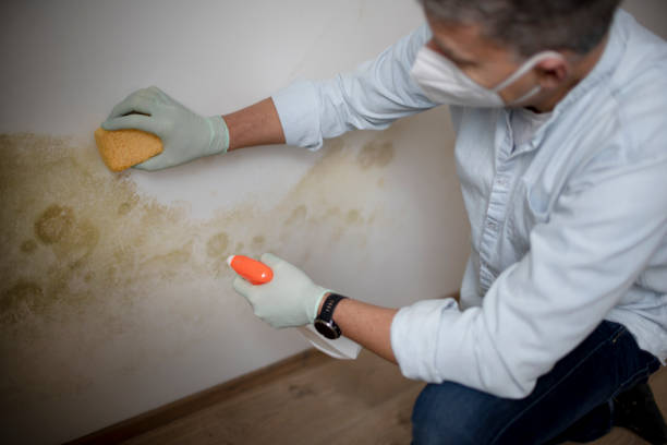 Best Office Mold Removal Services  in Massanetta Springs, VA