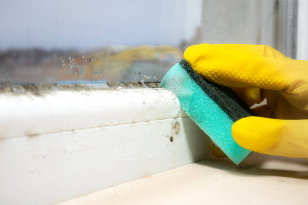 Best Mold Removal Near Me  in Massanetta Springs, VA