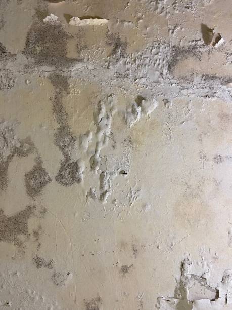Best Residential Mold Removal  in Massanetta Springs, VA