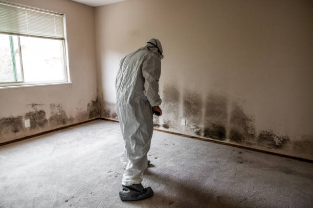 Best Fast Mold Removal  in Massanetta Springs, VA