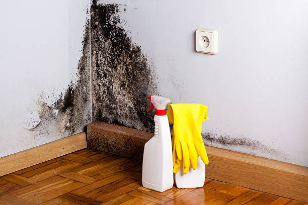 Best Crawl Space Mold Removal  in Massanetta Springs, VA
