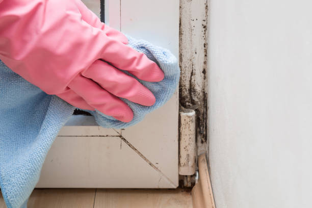 Best Local Mold Removal Service  in Massanetta Springs, VA